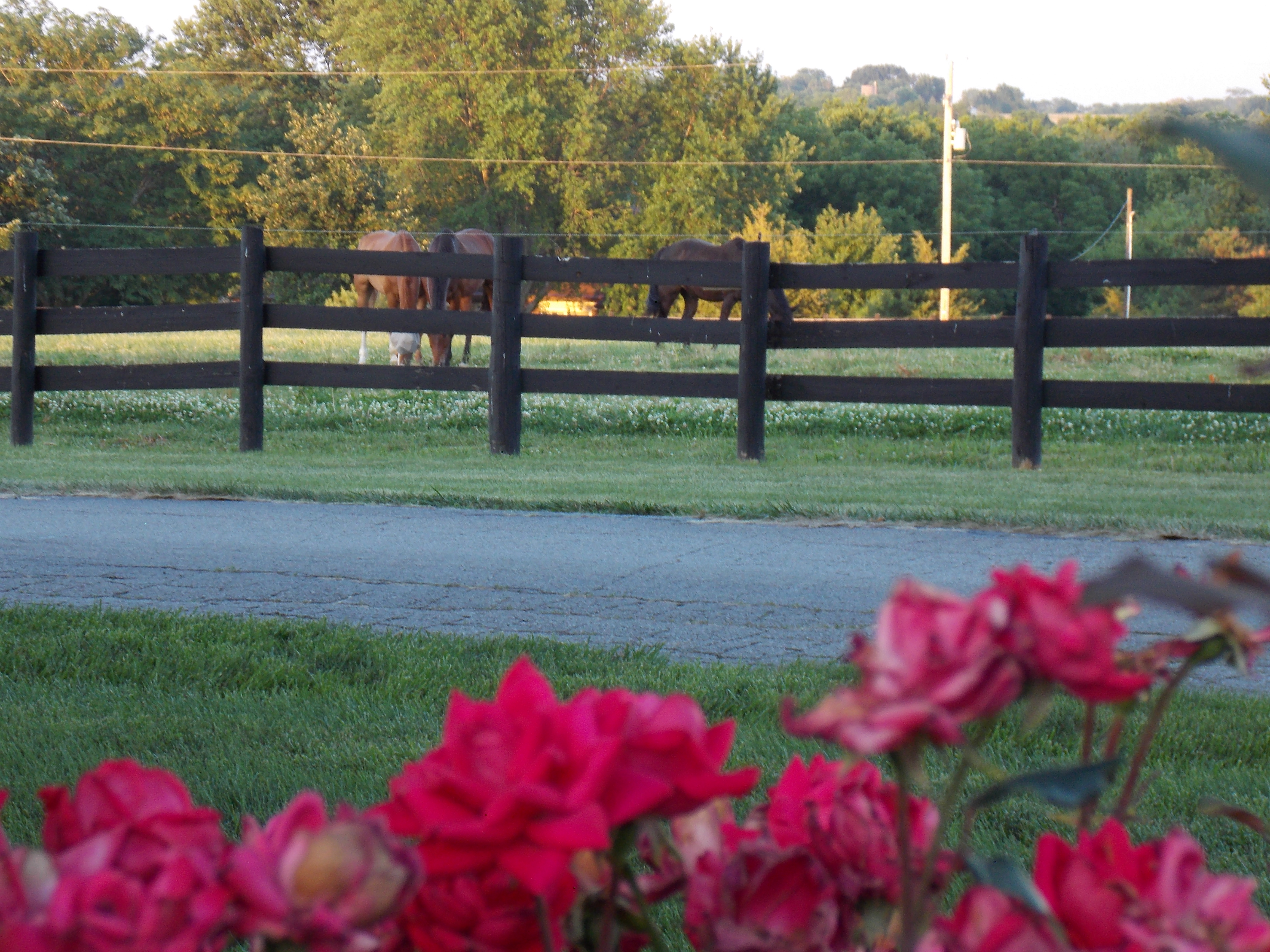 Horses turned out at Freedom Hill