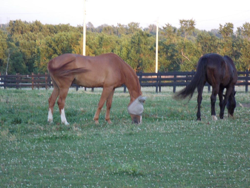 Horses turned out at Freedom Hill Farm