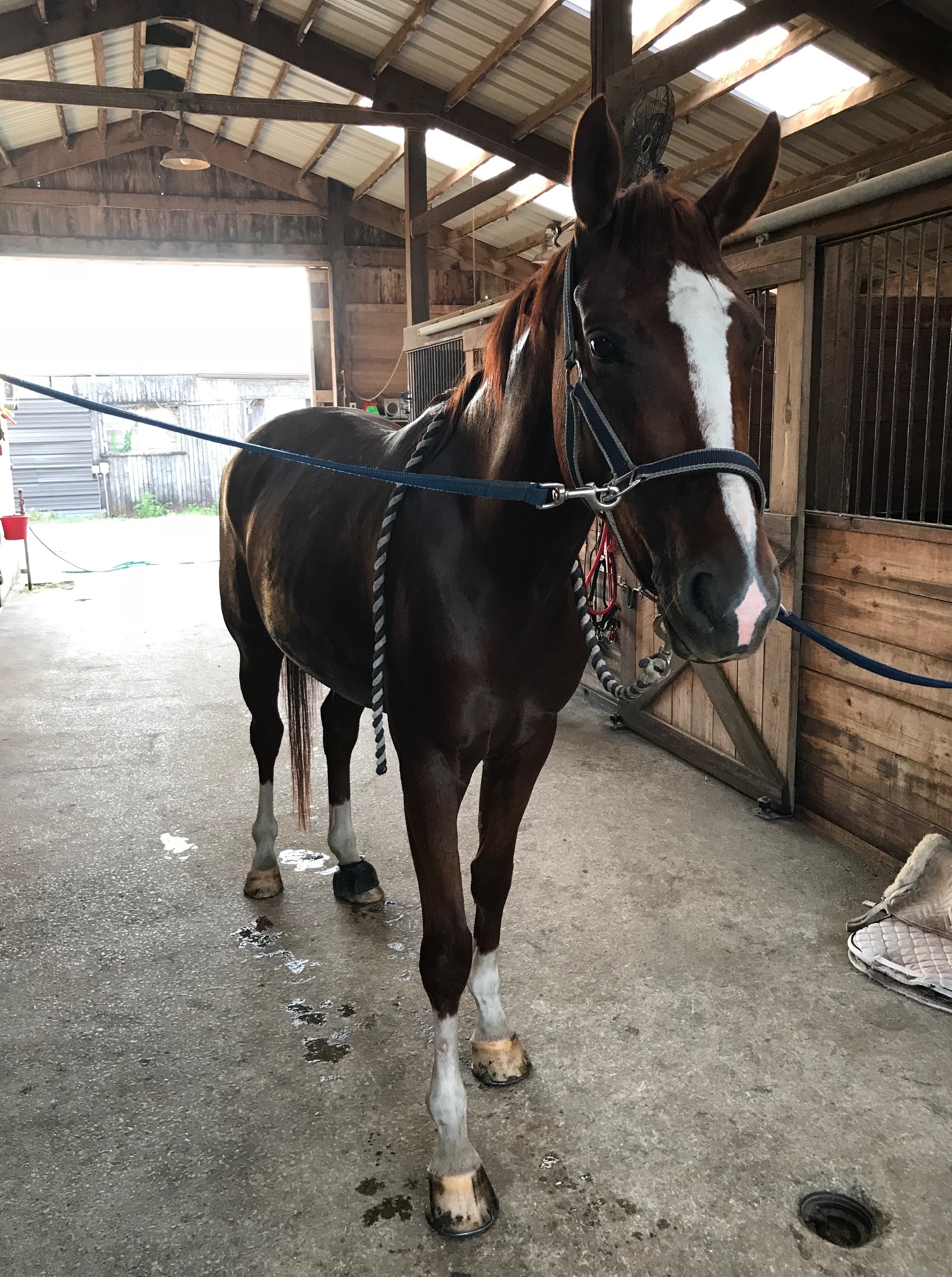 Horse in the aisle of the mare barn
